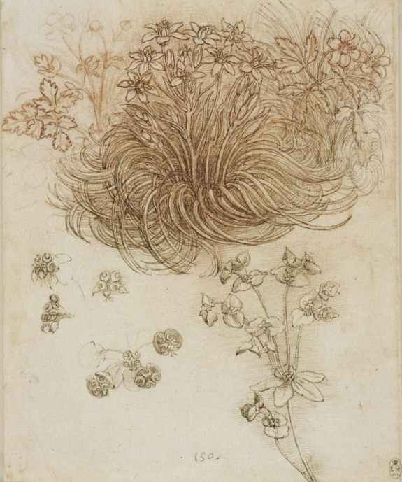 Leonardo 'A Star-of-Bethlehem and other Plants' (c.1506 - 12)