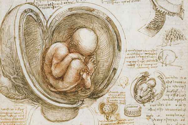 Leonardo 'The Fetus in the Womb' (c.1511)